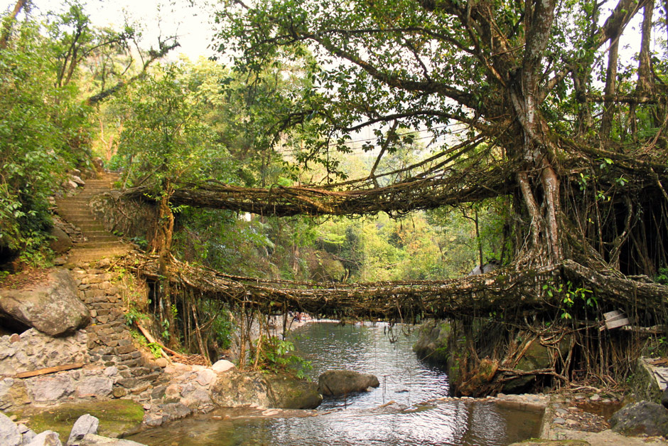 tree bridge
